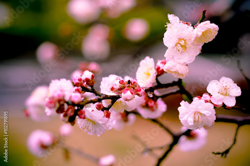 vintage beautiful Flower with soft focus