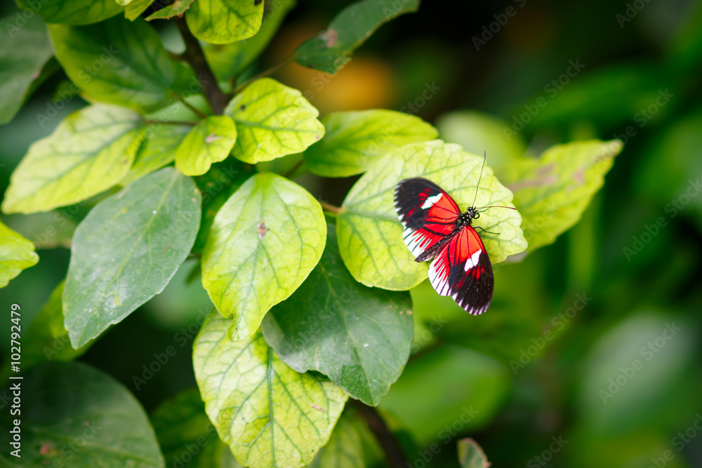 Single Red Postman Butterfly or Common Postman (Heliconius melpomene) Single Red Postman Butterfly or Common Postman (Heliconius melpomene)