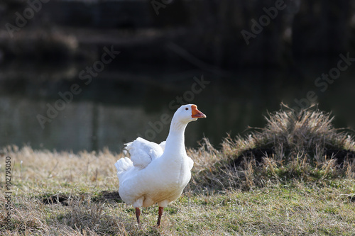 Goose executes their own functions of the guard