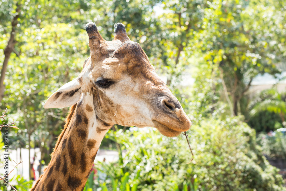 Obraz premium giraffes