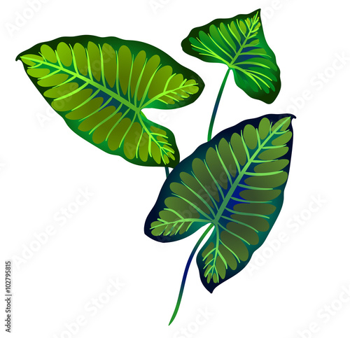 beautiful vector illustrations of "elephant's ear" leaves - a tropical leaf with heart shape. botanical elements for design, for fashion, books, cards. Vibrant plants with veins.