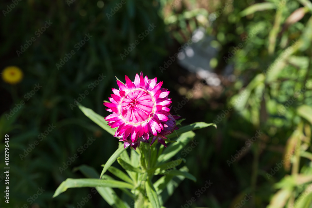Fototapeta premium straw flower in the field