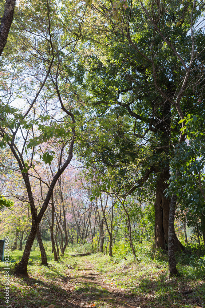 Fototapeta premium forest on the hill