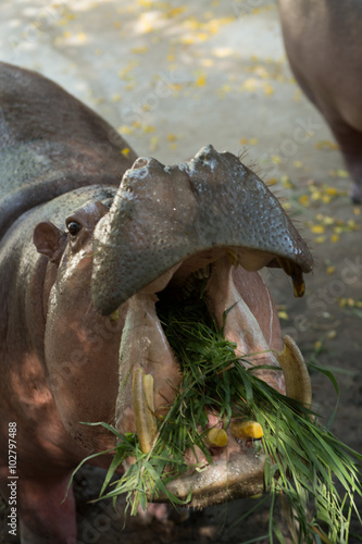 Hippo open his mouth