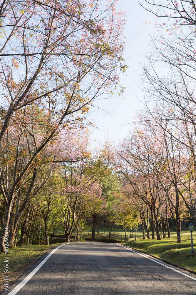 Fototapeta premium flower of wild himalayan cherry tree