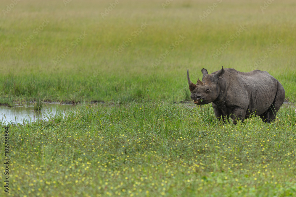 Obraz premium rhino