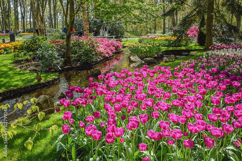 Blooming flowers in famous Keukenhof park in Holland