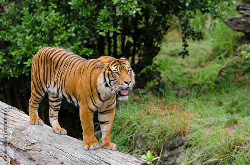 A tiger standing on the timber log.