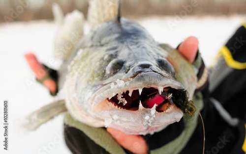 Walleye Ice Fishing
