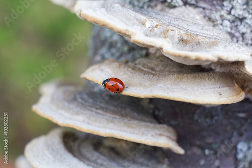 Ladybug on tree mushroom