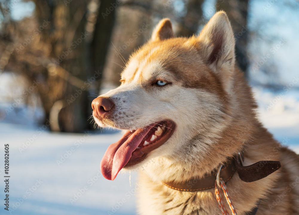 Siberian Husky. Siberian Husky is walking on winter field Siberian Husky. Siberian Husky is walking on winter field