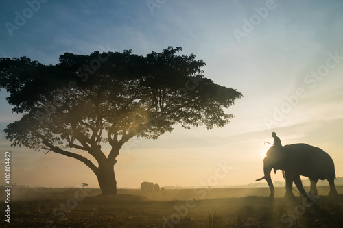 Elephant silhouette