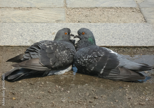 Two loving doves in a gentle hug