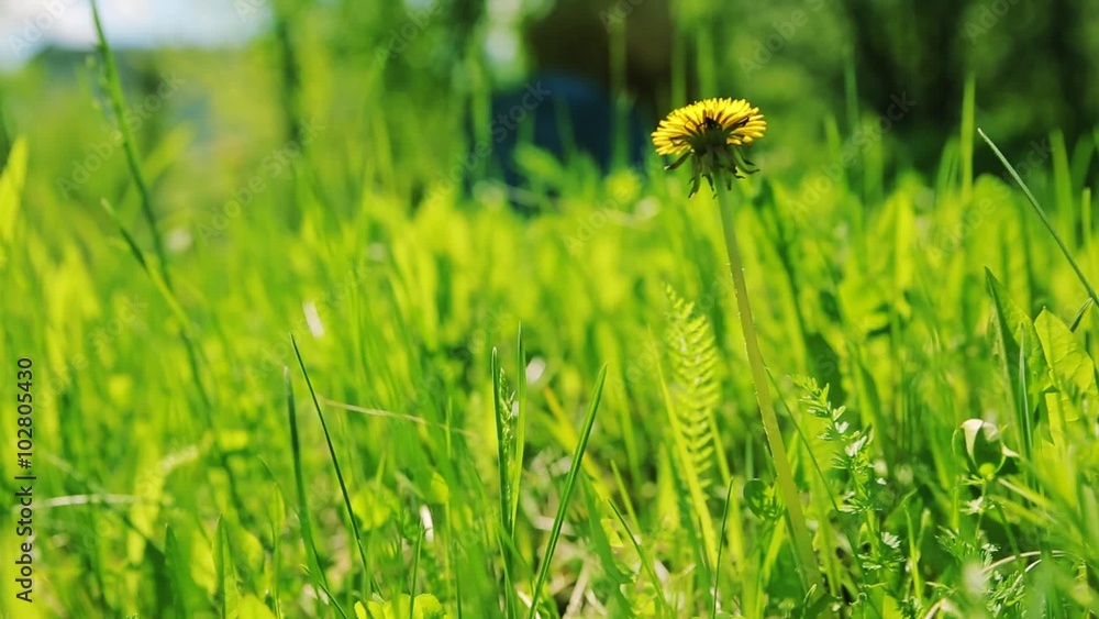 field with flower dandelion field with flower dandelion