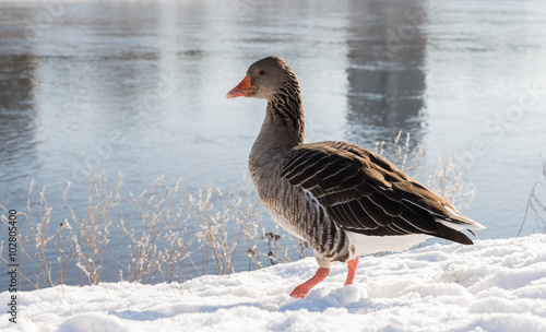 Wildgans im Schnee photo