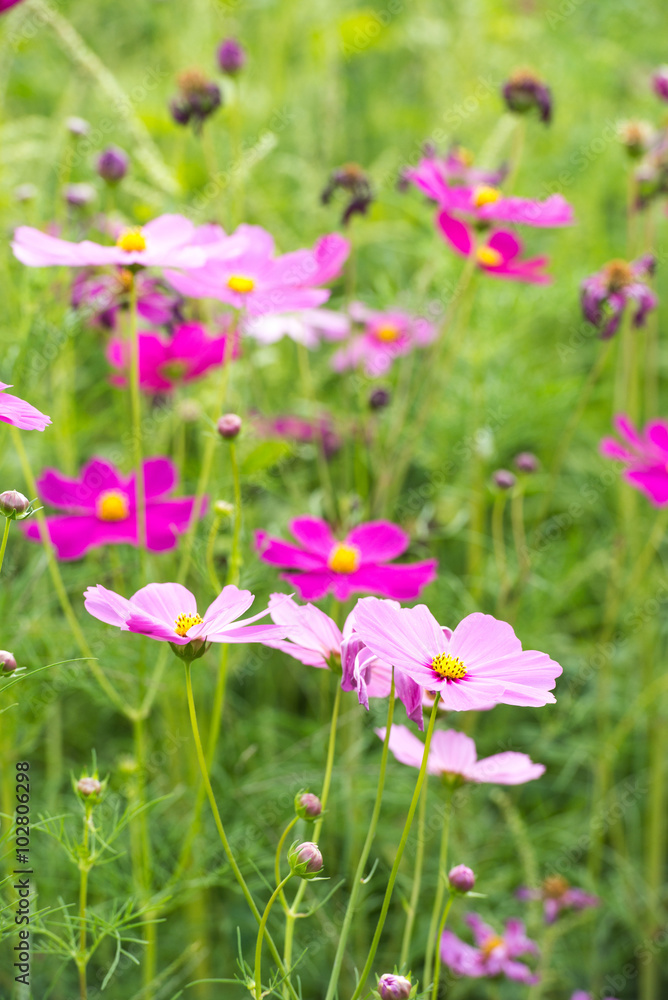 Beautiful cosmos flower