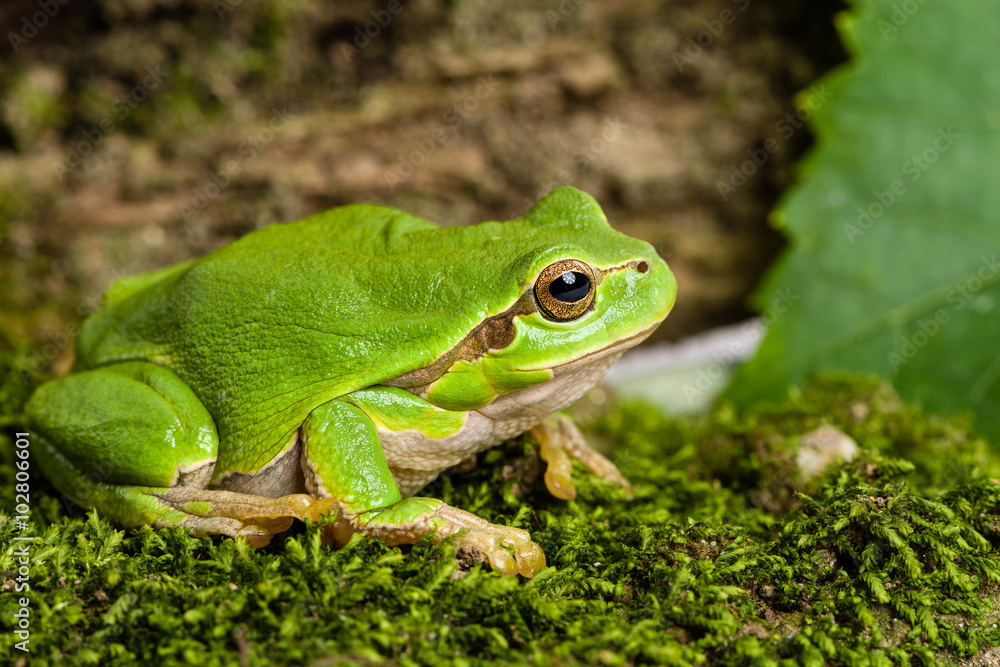 European green tree frog lurking for prey in natural environment European green tree frog lurking for prey in natural environment