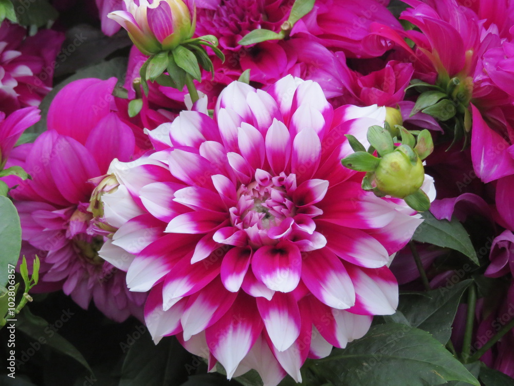 Dahlia Dahlia