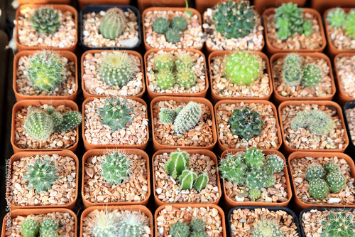 Variety of small beautiful cactus in the pot  seen from top.