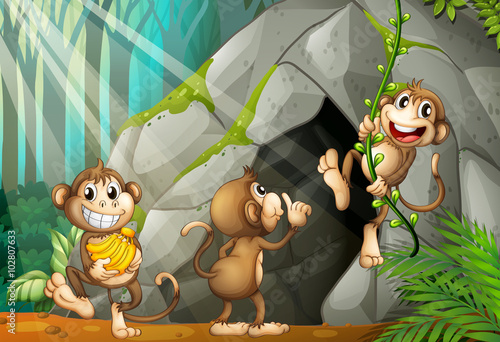 Three monkeys living in the cave