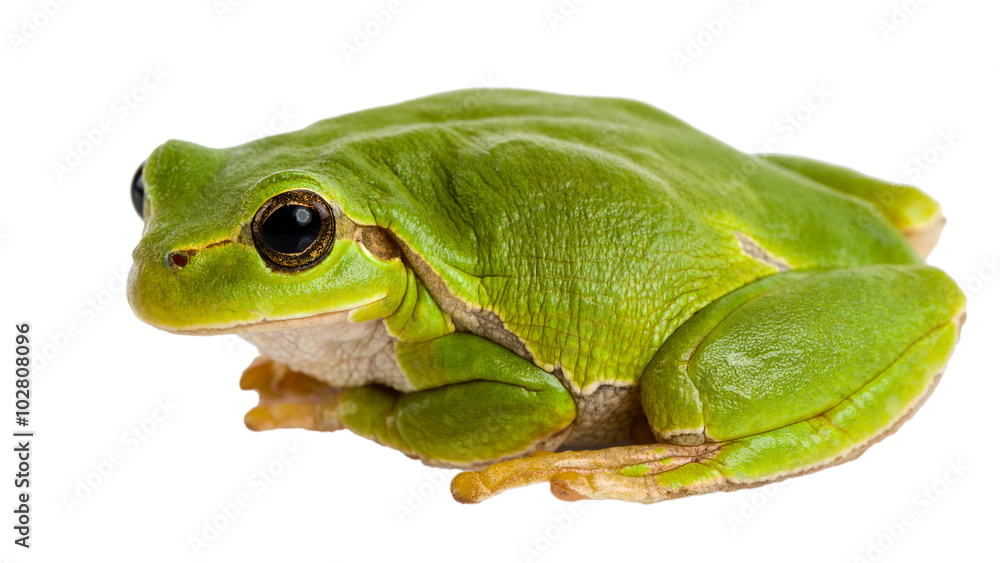 Obraz premium European green tree frog sitting isolated on white
