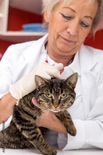 Tierärztin mit getigerter Katze im Behandlungszimmer photo