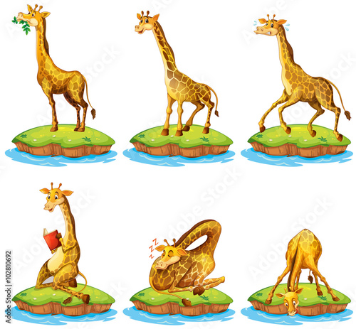 Giraffes in different actions on island