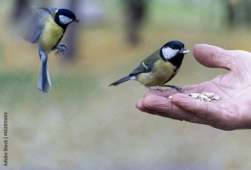 Obraz premium Elderly man is feeding titmouses with his hands. Hand and two bi