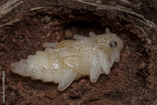 фотографія Escarabajo Raghium inquisitor ninfosis