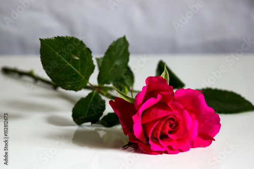 single bright pink rose