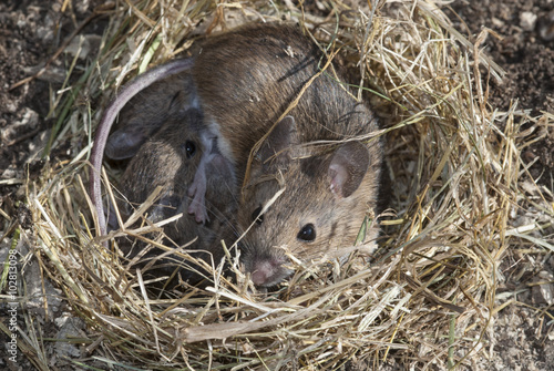 nido de ratón silvestre Apodemus sylvaticus