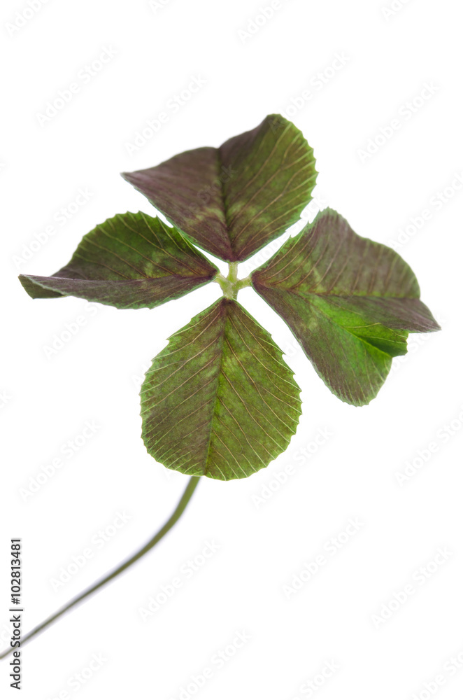 Fototapeta premium four-leaf clover for good luck isolated on white background