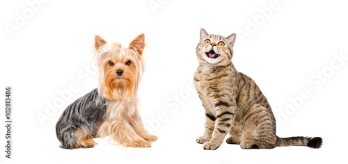 Yorkshire Terrier and meowing cat Scottish Straight