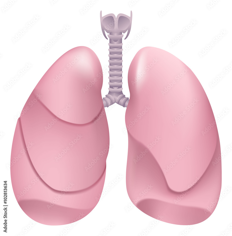 Healthy human lungs. Respiratory system. Lung, larynx and trachea of healthy person