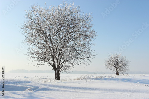 Февральский день.\Зимний день,деревья в поле,покрытые снегом.
