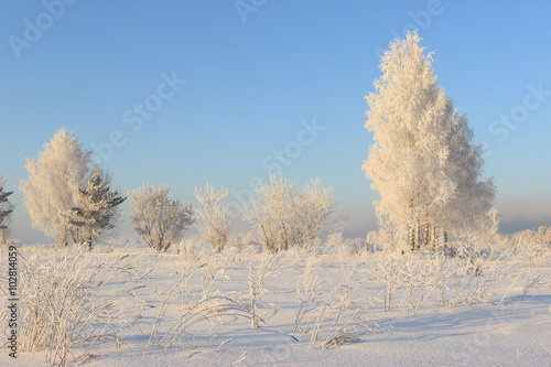 Зимний пейзаж.\Деревья в снегу,яркое синее небо.