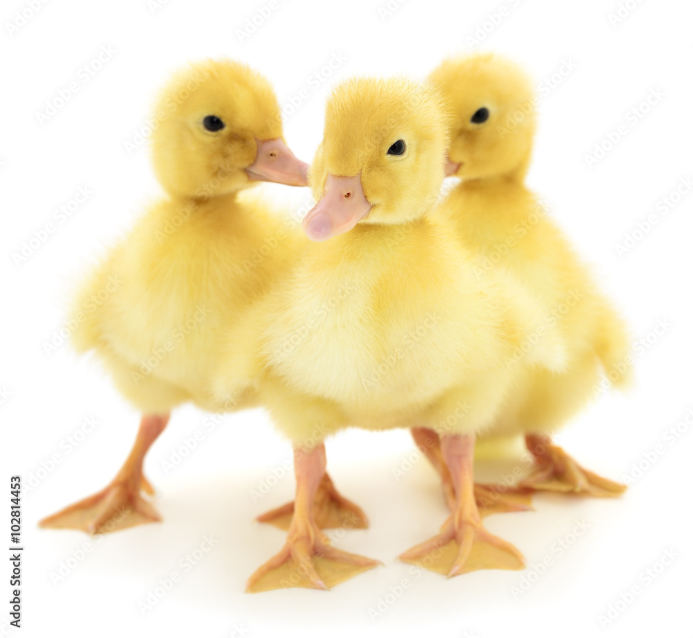 Three yellow ducklings.