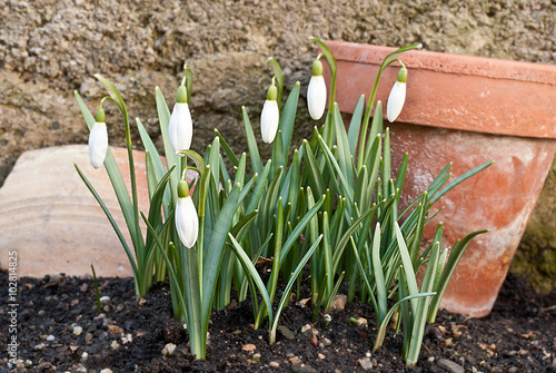 snowdrops with old planter photo