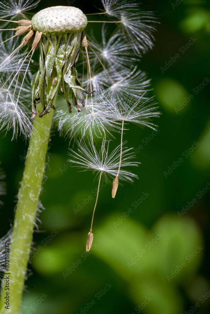 Flew dandelion seeds. Flew dandelion seeds.