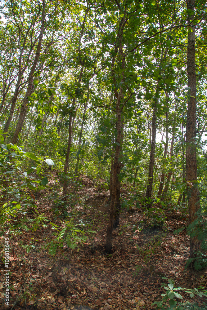 inside a tropical forest from Nicaragua inside a tropical forest from Nicaragua