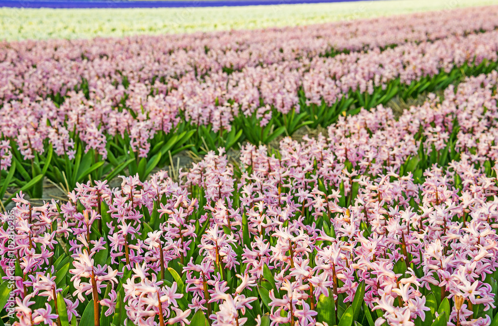 field with hyacinths flowers field with hyacinths flowers