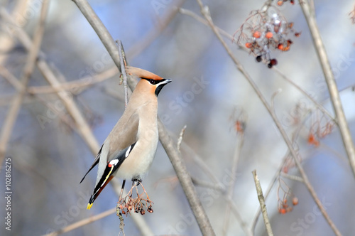 Perching Waxwing at rowan-tree