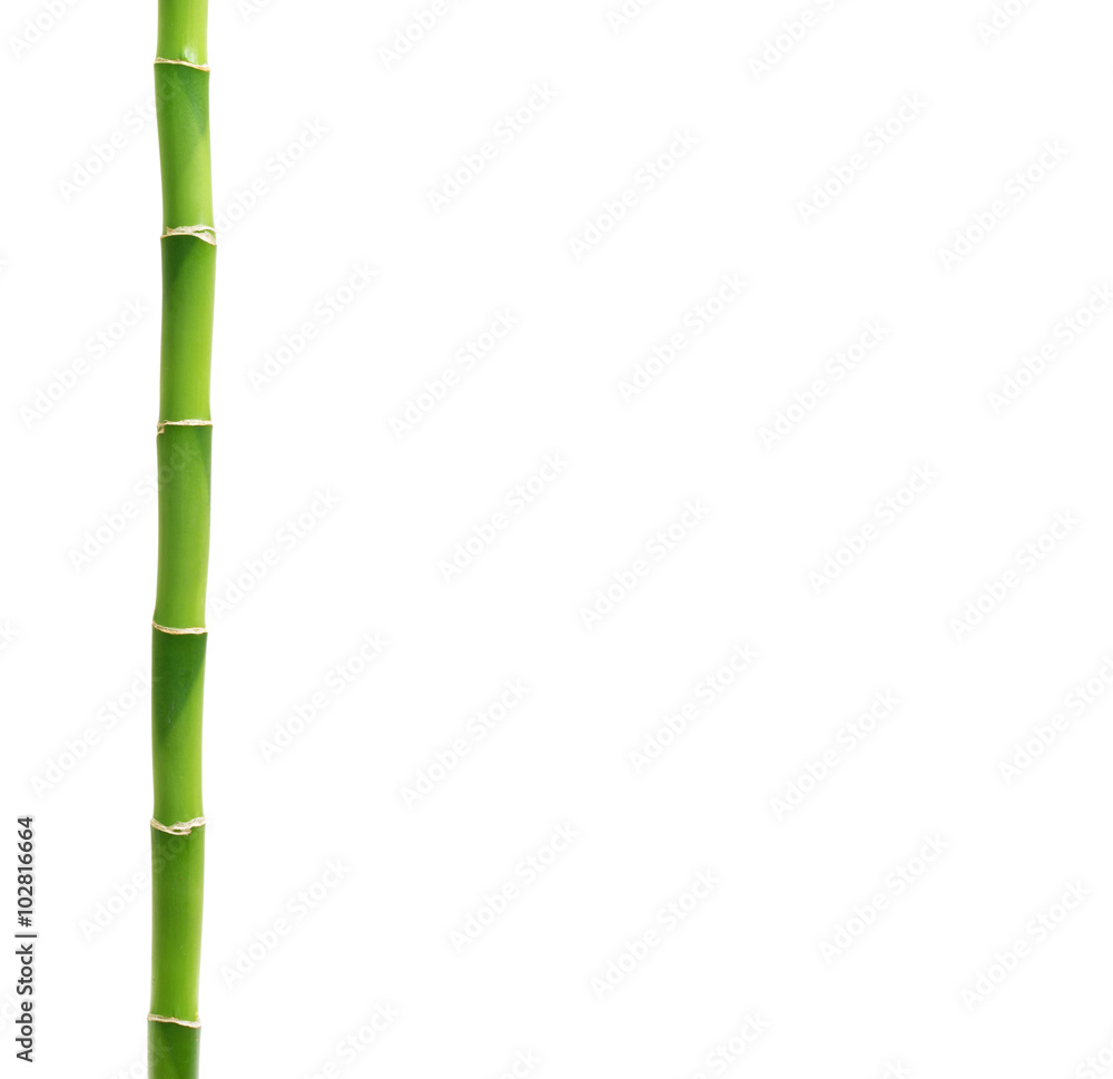 Fototapeta premium green bamboo