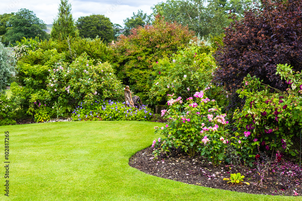 Lovely pink roses bush and the green lawn