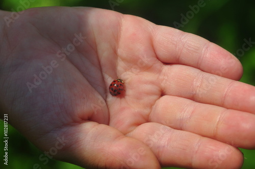 ladybug on the palms of the child