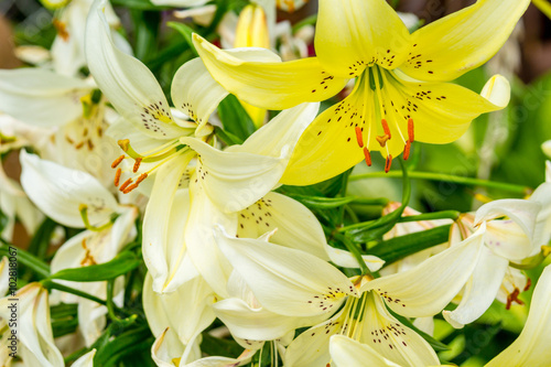 White and yellow lilies in the garden 