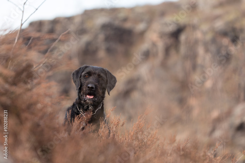 Beautiful mutt black dog Amy on mountains