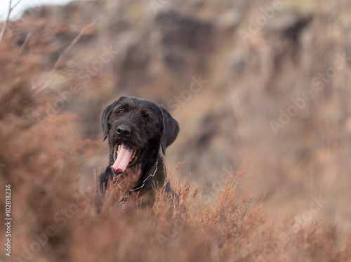 Beautiful mutt black dog Amy on mountains