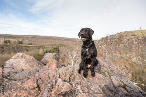 Εκτύπωση καμβά Beautiful mutt black dog Amy on mountains