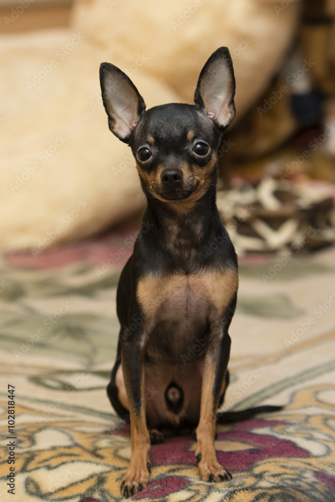 rusian toy terrier